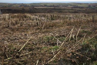 Teren de 5000 mp, în Central - 4