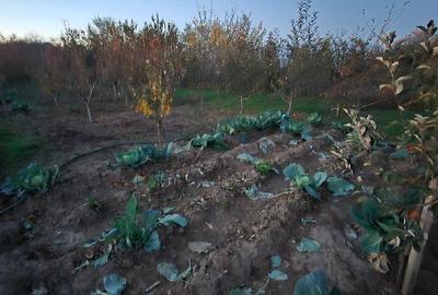 Vând casă Varlaam Giurgiu - 9