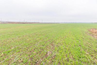 CERNICA - POSTA - TEREN INTRAVILAN CONSTRUCTII 15000 MP! - 7