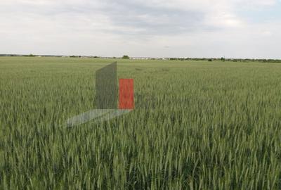 Teren Construcții intravilan de 3000 mp, în Sud - 8