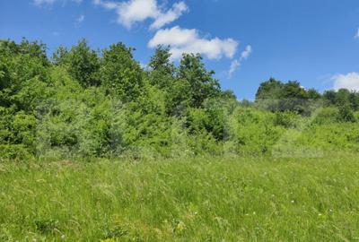 Teren de 28500 mp, în Gușterița - 9