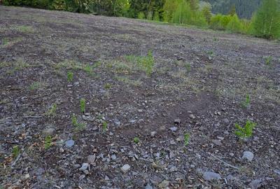 Teren de 6000 mp, în Arieșeni - 10