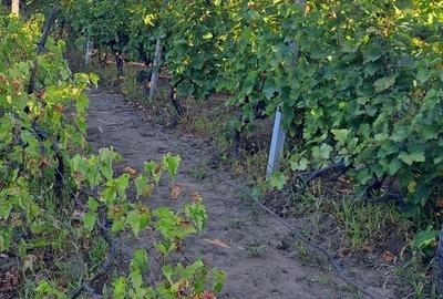 Galati, 1 ha vita de vie si casa 3 cam, pretabil amenajare turism viticol - 5