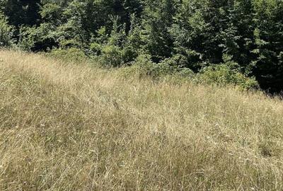 Teren de 45809 mp, în Mădrigești - 8