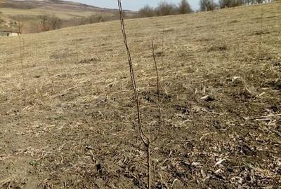Teren de 1600 mp, în Borșa - 2