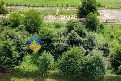 Teren intravilan com. Alexandru cel Bun- Viisoara - 9