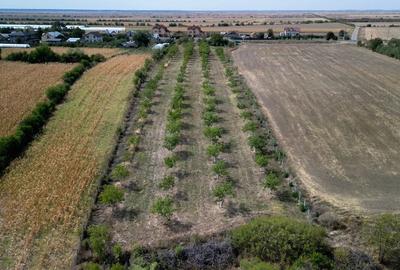 Vanzare teren 9654 mp, deschidere 27m, comuna Dobra, sat Dobra - 4