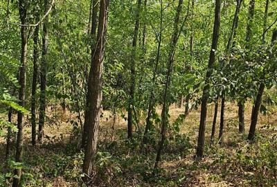 Spațiu comercial, în Balș - 2