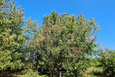 Casă cu 5 camere cu Teren 794 Mp în Livedea - 18