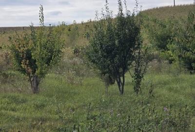 Vila ta in mijlocul naturii | Caciulesti, dotari moderne - 9