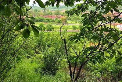 Casă cu 2 camere cu Teren 2200 Mp în Vadu Crișului - 4