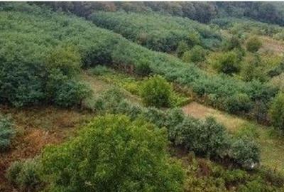 Teren Duta-Epureni, ID: R2757048 - 3