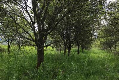 Teren de 6000 mp, în Cârnești - 2