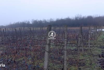 Teren de 1308 mp, în Rediu - 3