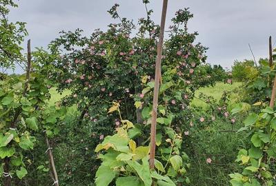 Teren Construcții intravilan de 2300 mp, în Sărulești - 2