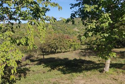 Teren de 1500 mp, în Podgoria - 1