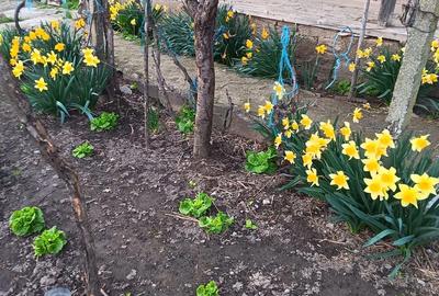 Casă cu 4 camere cu Teren 600 Mp în Dunavățu de Sus - 3