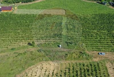 Teren de 40300 mp, în Central - 6