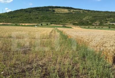 Teren de 2000 mp, în Șoimuș - 1