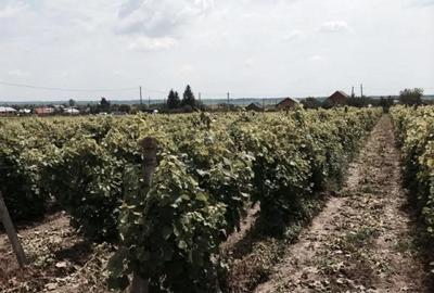 Teren de 53000 mp, în Central - 9