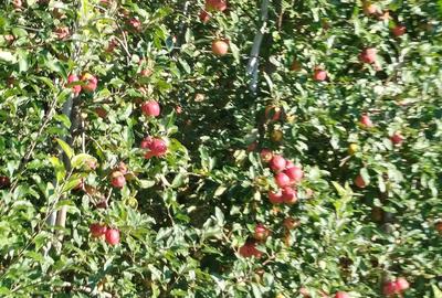 Casa ?i livada meri de vanzare - 3