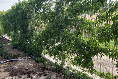 Teren Construcții intravilan de 3417 mp, în Poiana - 10