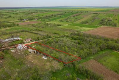 LETCA NOUA, TEREN CONSTRUCTII 1184 MP, FRONT 21 M ! - 12