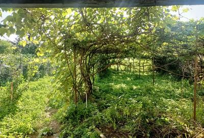 Inchiriez Proprietate la Munte - 3