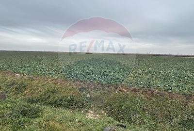 Teren intravilan 80500mp. aproape de nodul rutier de pe DX Oradea-Arad - 4