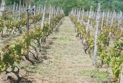 Teren de 2300 mp, în Sărata (Sărata) - 2