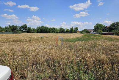 Teren Cazasu 2500 mp posibilitati utilitati 30 euro/mp - 1