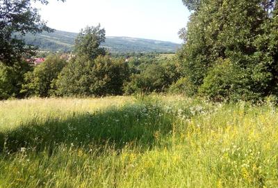 Teren extravilan de 11000 mp, în Bistra Mureșului - 3