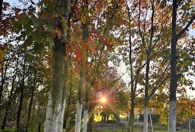 Gradina urbana pentru recreere - Baneasa - 6