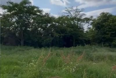 TEREN INTRAVILAN 600 mp Sisesti Sector 1 TEREN INTRAVILAN 600 mp Sisesti Sector 1 - 6