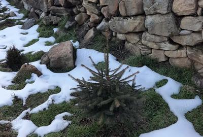 Casă cu 2 camere în Mânzălești - 1