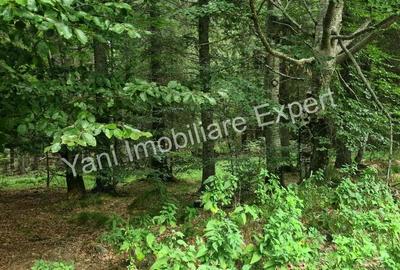 Teren de vanzare in apropiere de Transfagara?an ?i Valea Valsanului. - 19