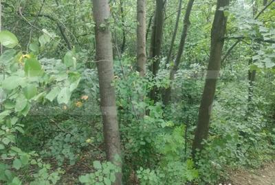 Teren de 5857 mp, în Horodnic - 2