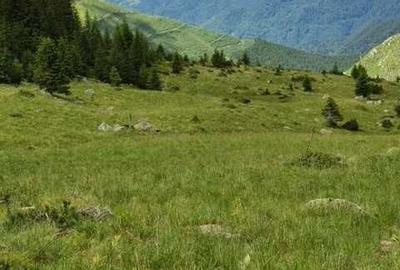 Teren de 1100000 mp, în Nucșoara - 1