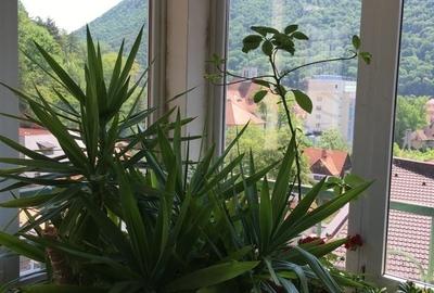Apartament cu 4 camere decomandat în Central - 2