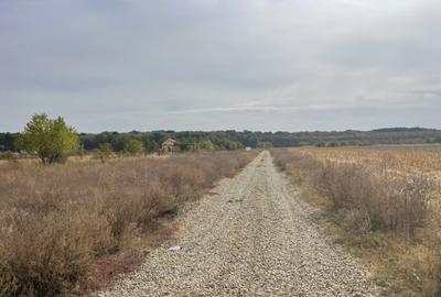 Domne?ti, Teghes, teren de 1000mp langa padure, utilitati. - 4