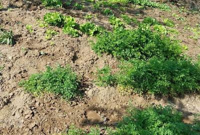 Casă în Recaș - 5