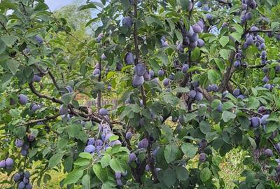 Teren Construcții intravilan de 700 mp, în Hințești - 1