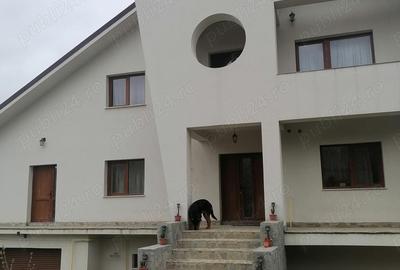 Casă cu Teren 1000 Mp în Bucium - 2