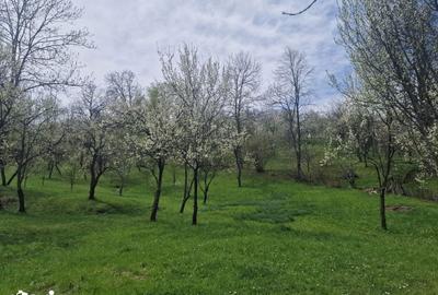 Teren de 12000 mp, în Ghioșești - 7