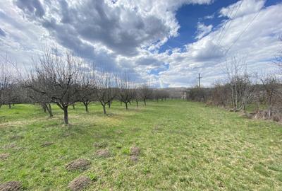 Teren în Pruni - 15