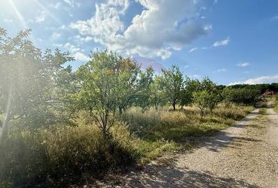 Teren de 700 mp, în Tăuții-Măgherăuș - 4