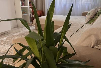 Apartament 4 camere mobilat și utilat în zona Lacul Tei - 3