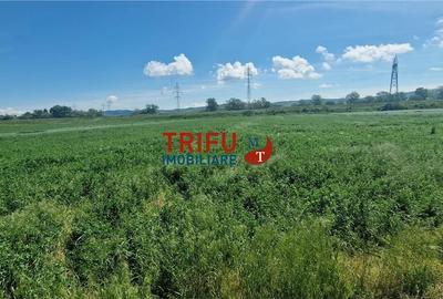 Teren de 5000 mp, în Central - 2