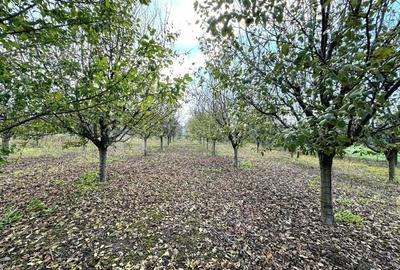 Livada+gradina, teren intravilan 2902mp, Damienesti-Bacau, comision 0 - 8