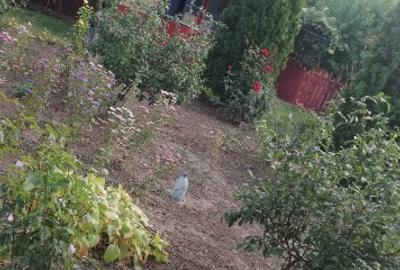 Casă cu 4 camere cu Teren 1000 Mp în Lehliu - 2